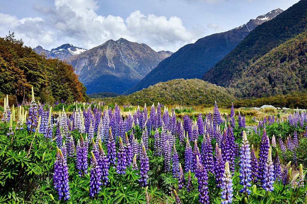 Lupin flowers in New Zealand
