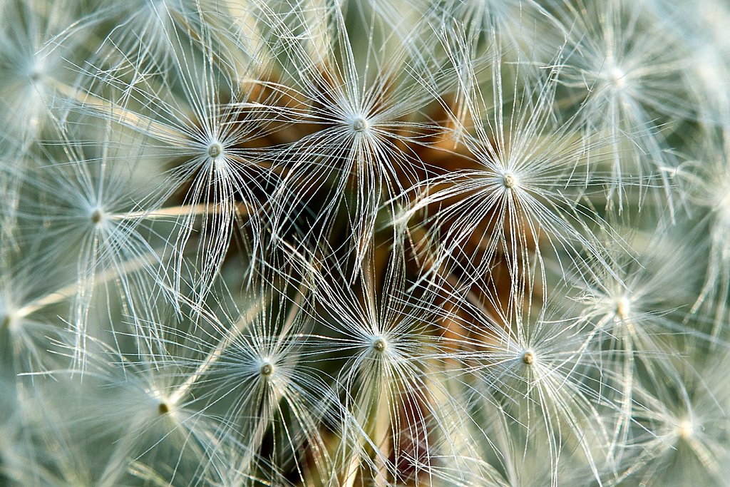 Taraxacum-pappus.jpg